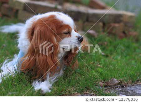 騎士·查爾斯國王·西班牙獵犬的布倫海姆 12376010