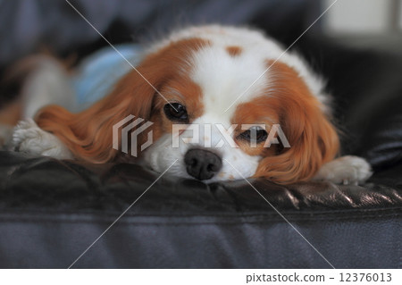 Cavalier · King Charles · Spaniel's Blenheim 12376013