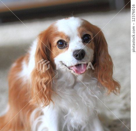 騎士·查爾斯國王·西班牙獵犬的布倫海姆 12376016