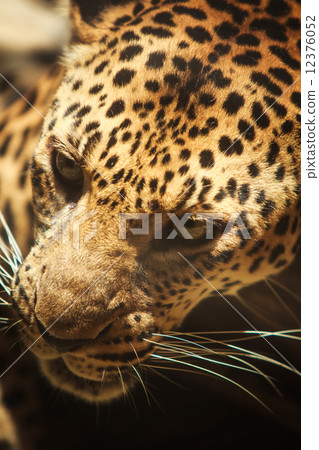 Leopard 12376052