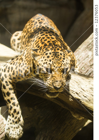 Leopard 12376053