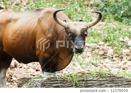 gaur 12376058