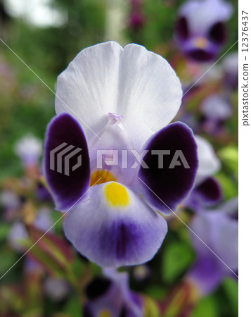 Torenia 12376437