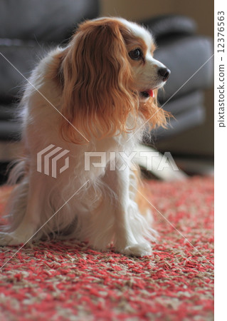 Cavalier · King Charles · Spaniel's Blenheim 12376563
