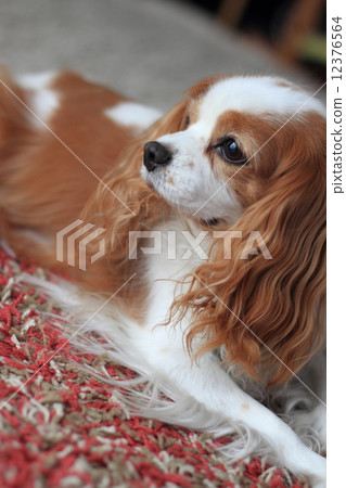 騎士·查爾斯國王·西班牙獵犬的布倫海姆 12376564