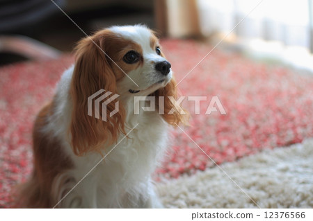 Cavalier · King Charles · Spaniel 12376566