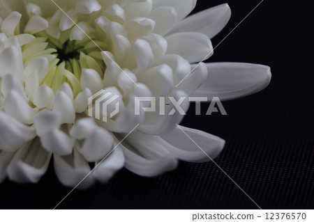 White chrysanthemum 12376570