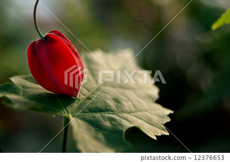 Tyrolean lamp Tyrolean lamp 12376653