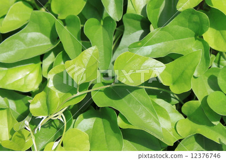 Leaves of Green-tailed Fuji 12376746