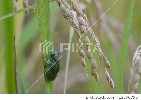 Rice ear and frog Rice ear and frog 12376759