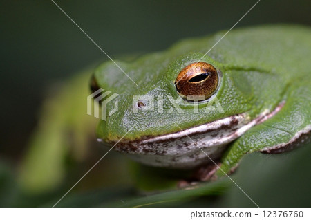 Frog Frog 12376760