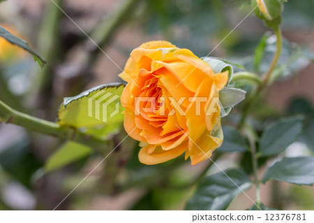 A rose of four seasons (Goulddesze / Gaultuzeze) A rose of four seasons (Goulddesze / Gaultuzeze) 12376781