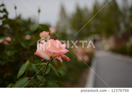 Autumn roses 12376798