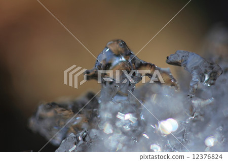 小豬以豬和狗的形式出現。 12376824