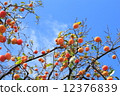 Jiro persimmon 12376839
