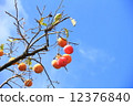 Jiro persimmon 12376840