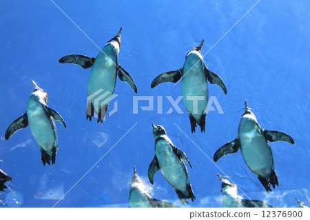 Flying Penguin Flying Penguin 12376900