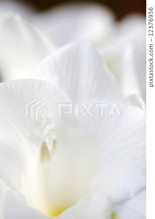 White flower White flower 12376956