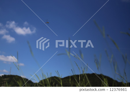 Usubakitombo blue sky · · 3 12376981