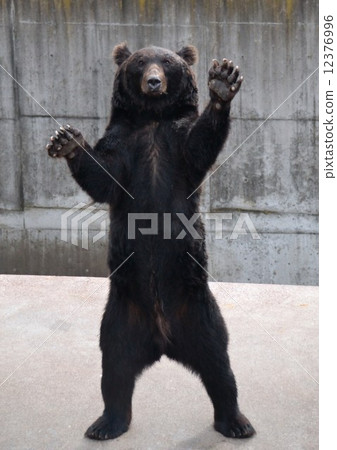 Showa Shinzan Bear Ranch 12376996