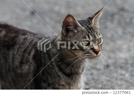 Stray cat Stray cat 12377061