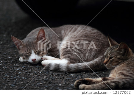 A nap cat's nap A nap cat's nap 12377062