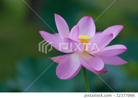 A lotus 12377066
