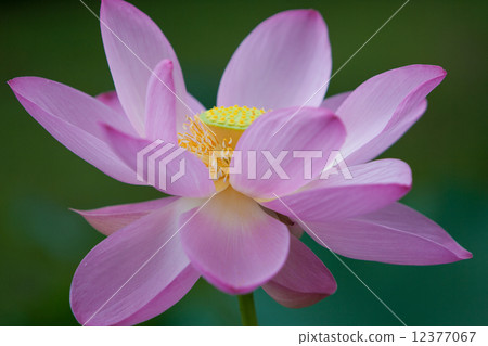 一朵蓮花 一朵蓮花 12377067
