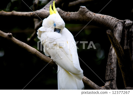 White Angel 12377267