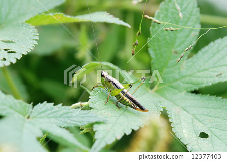 黑翅細蟴 12377403