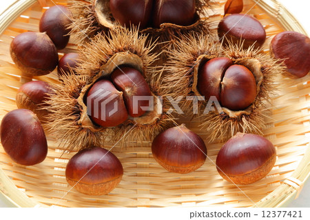 Chestnut 201410125 dm 26 12377421