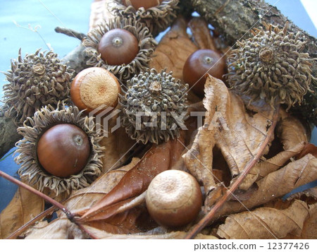 Acorn in Fukushima 12377426
