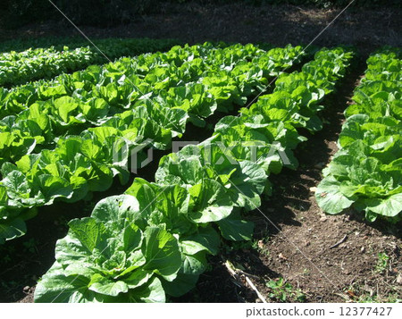 Chinese cabbage field in Fukushima Chinese cabbage field in Fukushima 12377427