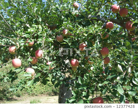 Apple in Fukushima fruit line Apple in Fukushima fruit line 12377428