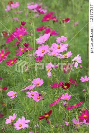 Many Cosmos Many Cosmos 12377537