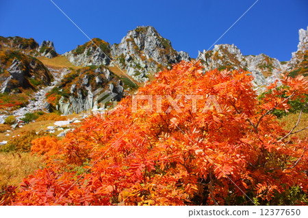 Autumn leaves of the Central Alps Senjojiki 12377650