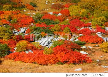 Autumn leaves of Nanakamado near the central alps Kiso Komagatake 12377660