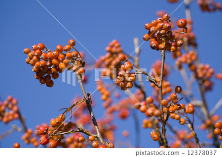 Red Mountain Ash 12378037