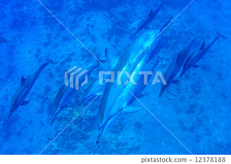 在夏威夷島上的海豚 在夏威夷島上的海豚 12378188