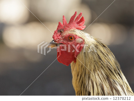 portrait of a rooster 12378212