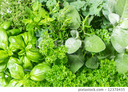 fresh herbs basil, marjoram, parsley, rosemary, thyme, sage fresh herbs basil, marjoram, parsley, rosemary, thyme, sage 12378435