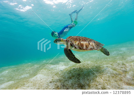 Boy snorkeling with sea turtle Boy snorkeling with sea turtle 12378895