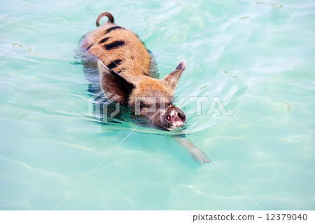 Swimming pig on Exuma island Swimming pig on Exuma island 12379040