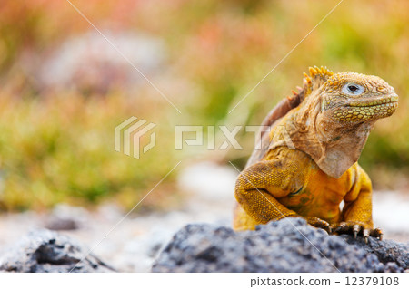 Land iguana 12379108