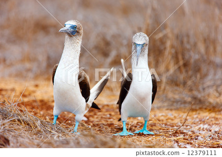 Blue footed booby mating dance 12379111