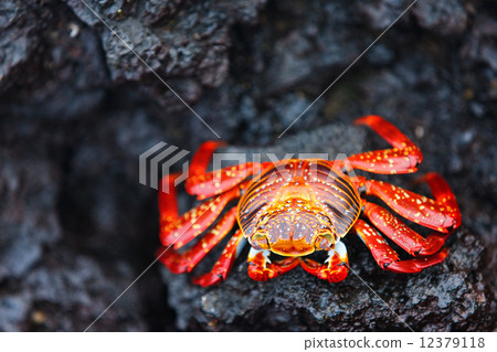 Sally lightfoot crab Sally lightfoot crab 12379118