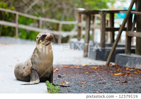 Sea Lion 12379119