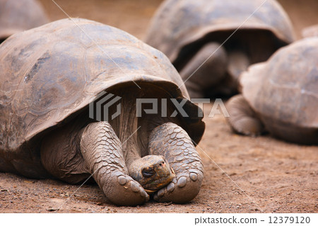 Galapagos giant tortoise 12379120