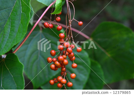 黃色水果 12379865