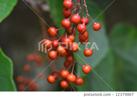 黃色水果 12379867